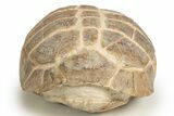 Colorful Fossil Tortoise (Stylemys) - South Dakota #316911-4